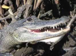 Gator