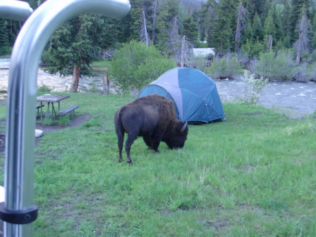 Site10Bison