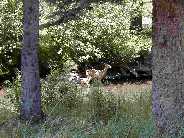 Mule Deer Doe and Fawn - Slough Creek