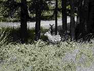 Mule Deer Doe and Fawn - Slough Creek