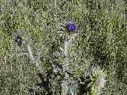 Alien Species (non-native plant) - Musk Thistle - Slough Creek Campground