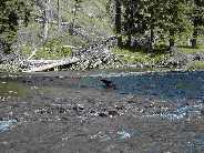 Raven on a mule deer carcass - Slough Creek