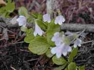 White bells - Slough Creek anglers trail.