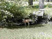 Mule deer doe escaping the heat of the day - Slough Creek