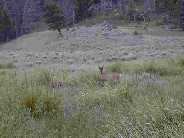 Mule deer doe with twin fawns - Slough Creek campground meadow.