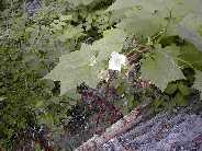 Wild grape? - Slough Creek anglers trail.