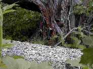 Northern three-toed woodpeckers - mom and kid - Slough Creek anglers trail.