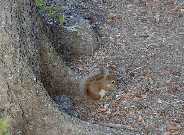 Slough Creek Red Squirrel