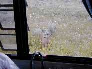 Mule Deer in our Slough Creek meadow.