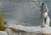 Spotted Sandpiper - Trout Lake