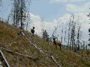 Elk near Norris Junction