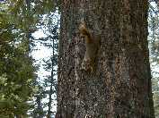 Slough Creek red squirrel.