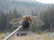 Slough Creek dragon fly... on the end of a Suburu radio antenna.