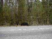 Black bear near West Thumb Geyser Basin