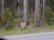 Bull elk near Yellowstone Lake