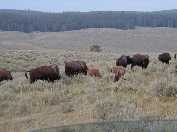 Hayden Valley bison