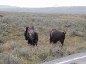 Hayden Valley bison