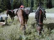 Tower Ranger horses - Jardine, Colonel & Johnny