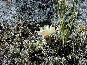 Cactus near Slough Creek