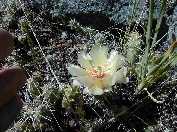 Cactus near Slough Creek