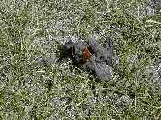 Moths on bear scat - Slough Creek campground