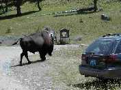 Bull bison passing through our front yard in Slough Creek campground.