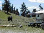 Bull bison heading south from our campsite in Slough Creek campground.