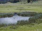 Trumpeter Swans along the Slough Creek entrance road