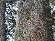 Woodpecker Chick - Slough Creek Campground