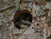 Woodpecker Chick - closeup