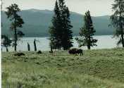 Bison Near Yellowstone Lake