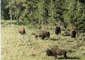 Bison Near Yellowstone Lake - 2