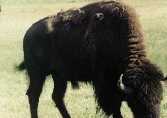 Bison Near Yellowstone Lake - 3