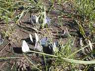 Slough Creek Moths