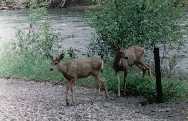 Slough Creek Blactails - June 1998