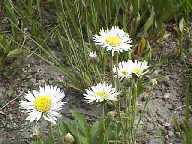 Flower #10 - Slough Creek Campground