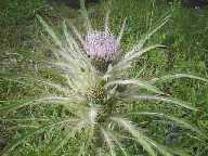 Everts Thistle - Slough Creek Campground