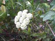 Flower #13 - Slough Creek Campground