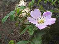 Flower #15 - Slough Creek Campground