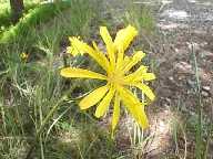 Flower #18 - Slough Creek Campground