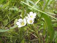 Flower #21 - Slough Creek Campground