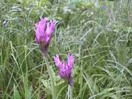 Flower #22 - Slough Creek Campground