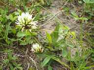 Flower #24 - Slough Creek Campground