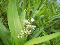 Flower #25 - Slough Creek Campground