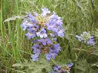 Flower #28 - Slough Creek Campground