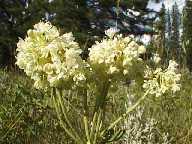 Flower #31 - Slough Creek Campground