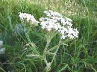 Flower #35 - Slough Creek Campground