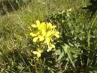 Flower#39 - Slough Creek Campground