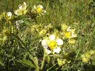 Flower#40 - Slough Creek Campground