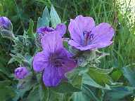 Flower#45 - Sticky Geranium - Slough Creek Campground